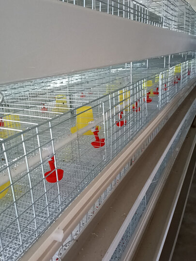 喂鸡食槽热评榜