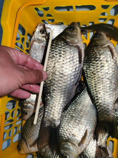 4# 有刺(60枚)2021-02-18 11:31来自京东android客户端购物必须认准