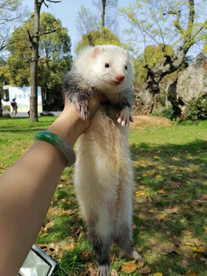 安哥鲁(anggora):"特别可爱,图一图二刚到家的时候,图三到图七昨天