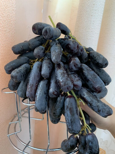 进口手指提果然名不虚.