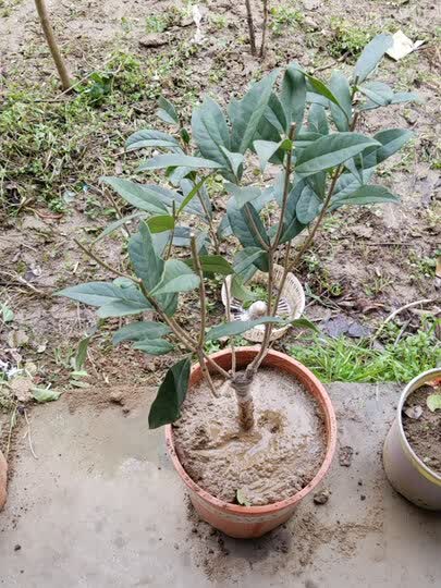 桂花树盆栽四季桂花树盆景室内庭院阳台耐寒四季绿植花卉盆栽 沉香桂