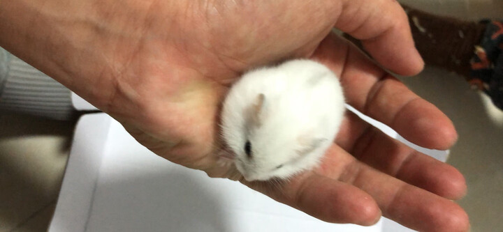 已打过疫苗紫仓加带笼活体母的苍鼠幼崽(不支持7天无理由) 银狐一只