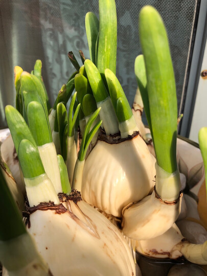 水仙花球茎很好的, .