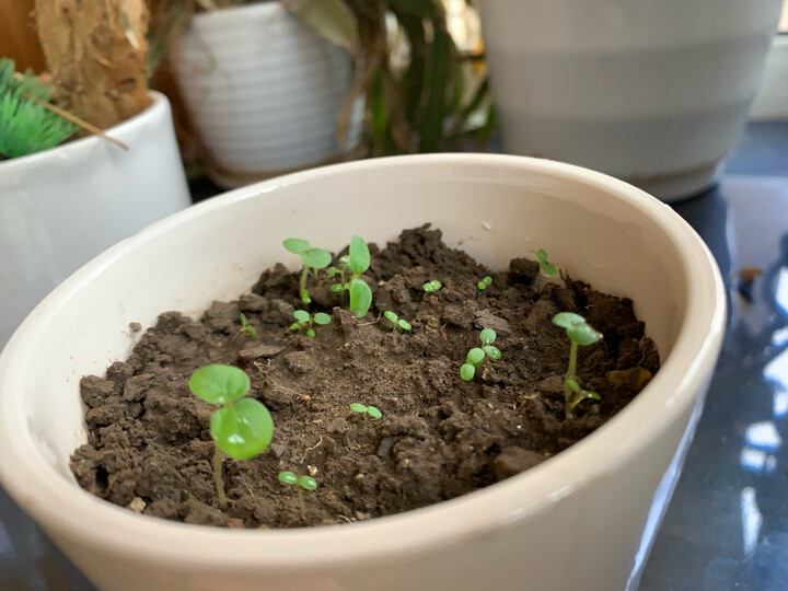 百萌(bai meng)草莓种子:"16天发芽,图片是28天的样子,这段时间主要