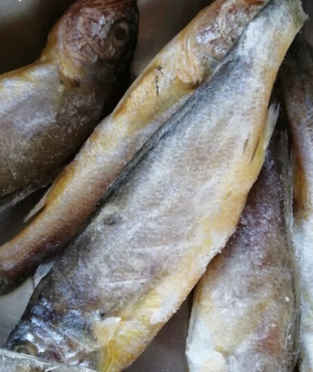 渤海湾的小黄鱼味道很.