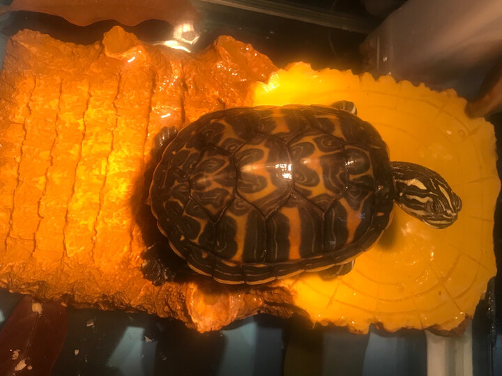 黄腹火焰龟!买的两只.