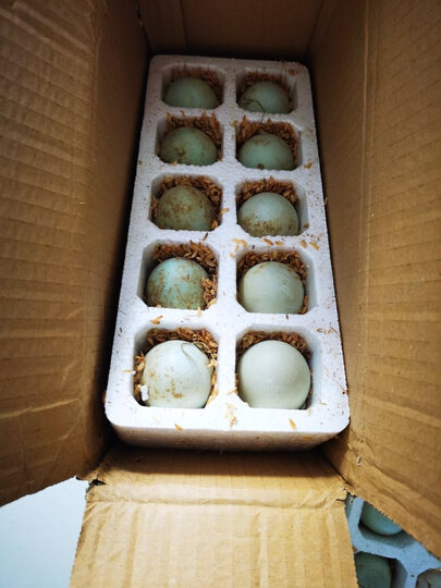 个个鸭蛋很大,有一个.