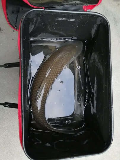 第一次串钩上了草鱼一尾