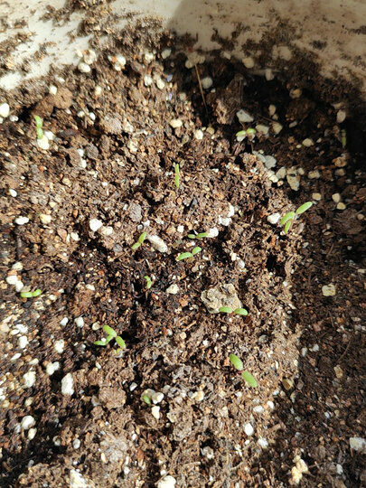 种上几天后长出了小苗,希望能开出漂亮的太阳花.