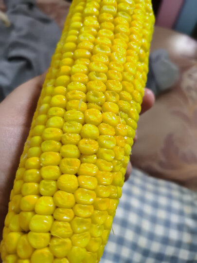 金良玉地 有机速冻黄糯玉米12支礼盒 2.88kg-3.