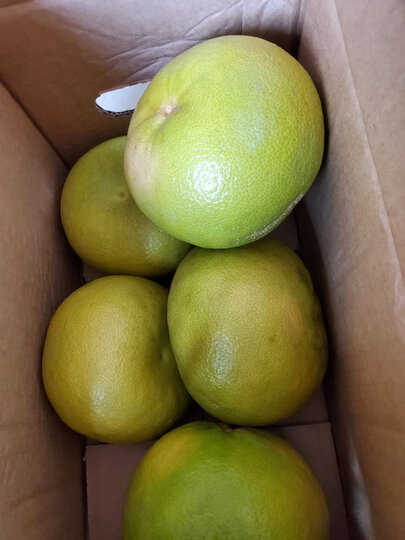 商品信息  金***鼠  plus会员 青柚 巨无霸果6粒装2021-02-17 11:10