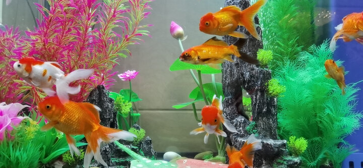 迪普尔鱼缸喂鱼器:"非常不错,京东物流真心强大!" - 京东