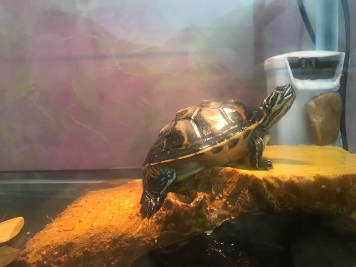 黄腹火焰龟!买的两只.