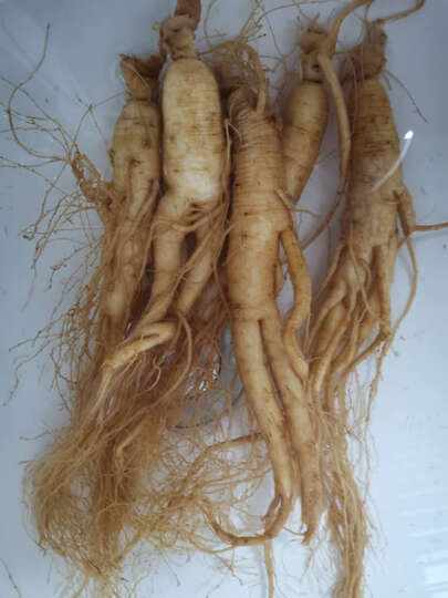 北京同仁堂 青源堂【年货礼盒】西洋参片100克 大片约1.4-1.