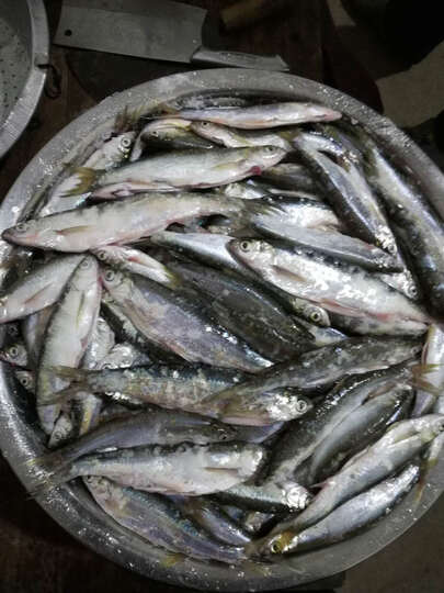 北溟鱼 鱼竿飞龙钓鱼竿超硬台钓竿手竿渔具4.5 5.4 6.