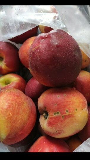 【泗洪馆】 新鲜水果桃子现摘现发 精选大果 坏果包赔 大果油桃2kg装