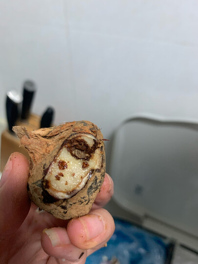 荸荠很小,坏的挺多的.