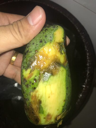 芒果很小,好几个外表绿色但已经出黑点,剥开里面都是坏的,不值得购买