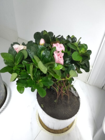 农资园艺  花卉绿植  绿植盆栽  奈园(ny)  奈园