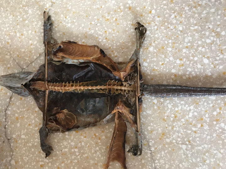 另有海马中药材 大粗尾蛤蚧32cm*17cm*1cm这次发的货不错,没发霉,谢谢