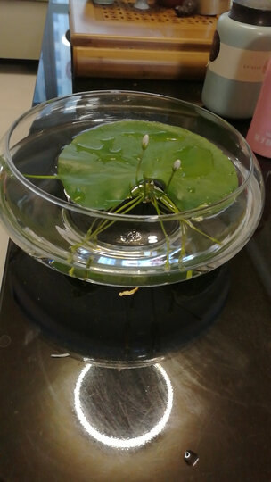 包装完好,充气的塑料袋,鱼缸晶莹剔透完美无瑕,放一叶莲刚刚好,还送三