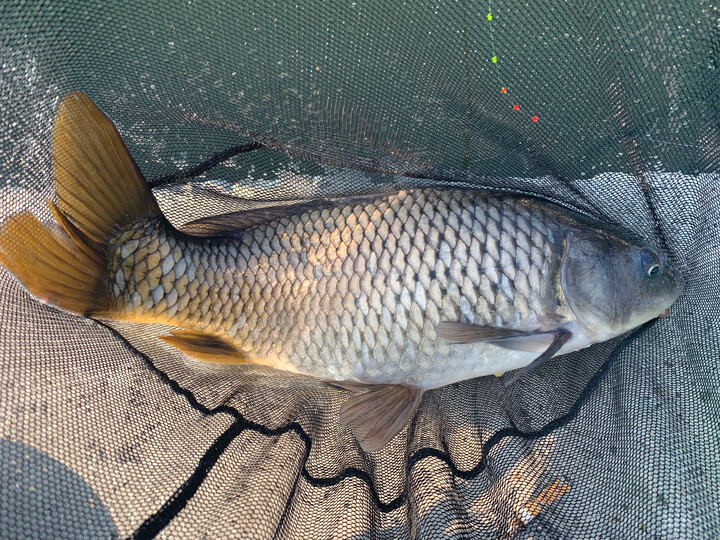 三四斤的鲤鱼最能折腾,此杆扛的住.再大一点就不." - 京东