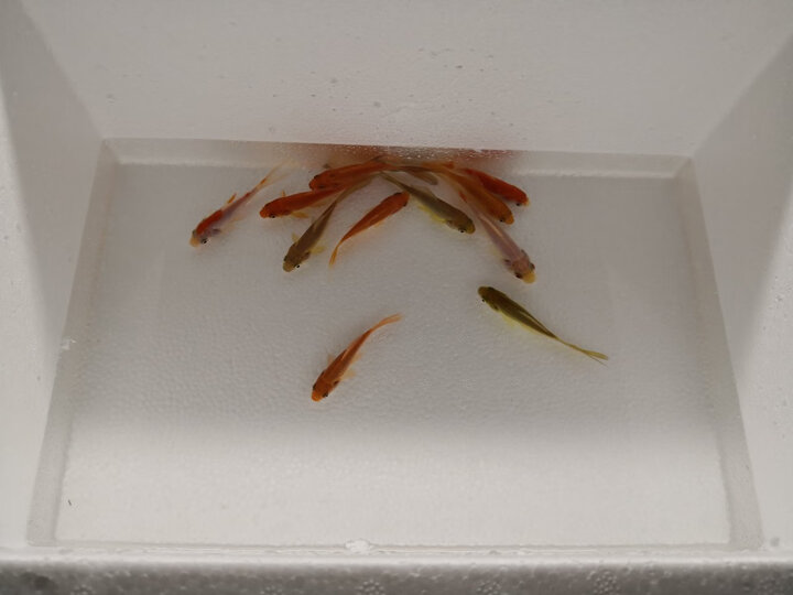 观赏鱼金鱼锦鲤鱼活体冷水鱼宠物鱼活体水族箱养鱼 草金鱼7-8厘米10条