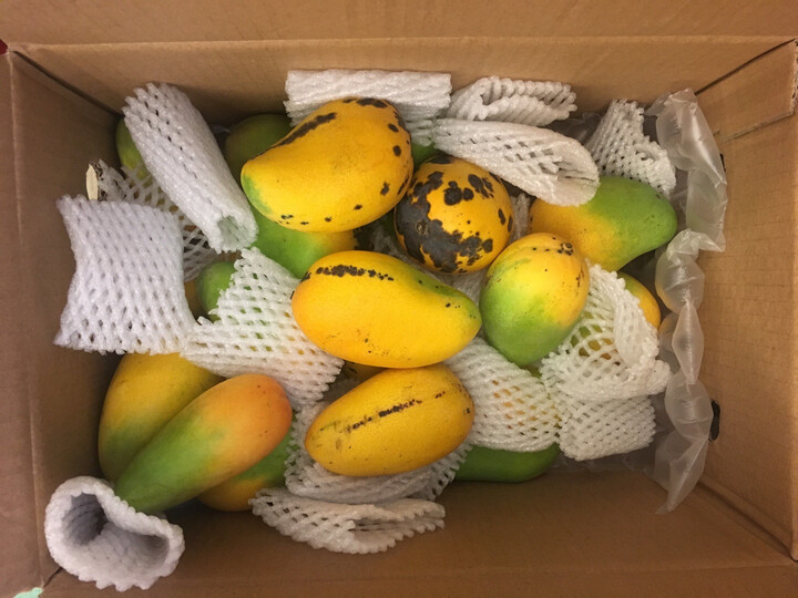 芒果还没熟就已经烂了.