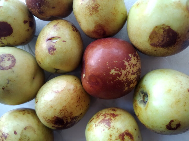 买的1kg装的,有十几个都坏了?