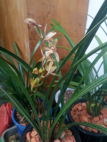 刘阁兰花:"苗很壮,还带花很香太值了,盆没到还没种就没拍照,过几天补