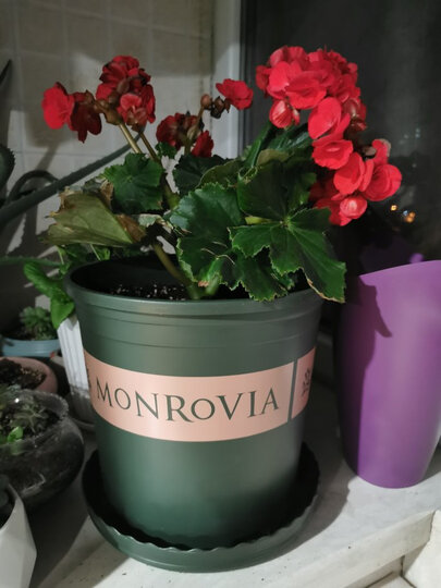 园艺用品  花盆花器  芷郁hp-2  芷郁hp-2 商品评价  选的2加仑的,收