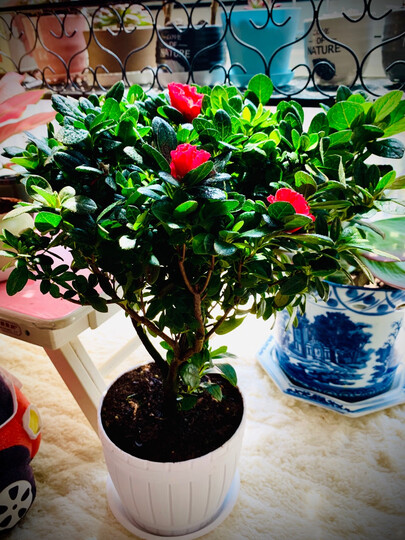 只是没有想象中那么大盆,有点小落差,整体还算满意.