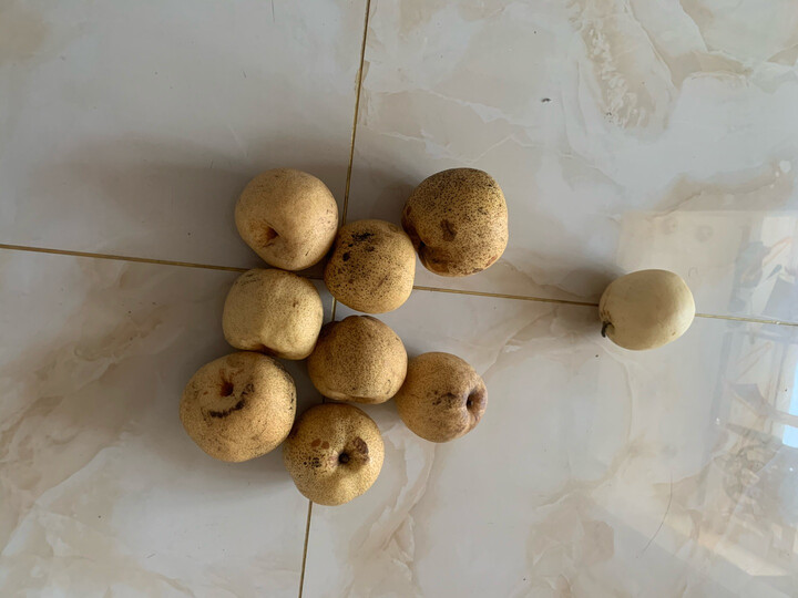 一共8个梨,每一个好的,看看旁边那一个,同样是在京东买的,差别咋那么