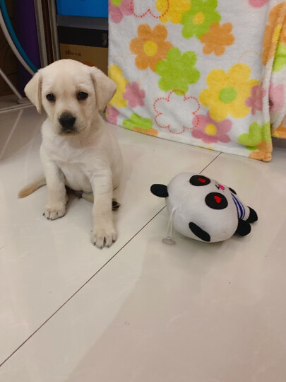 皇家犬粮:"小拉拉到家买来一起囤着的,目前还在吃大幼奶糕,家里两猫养