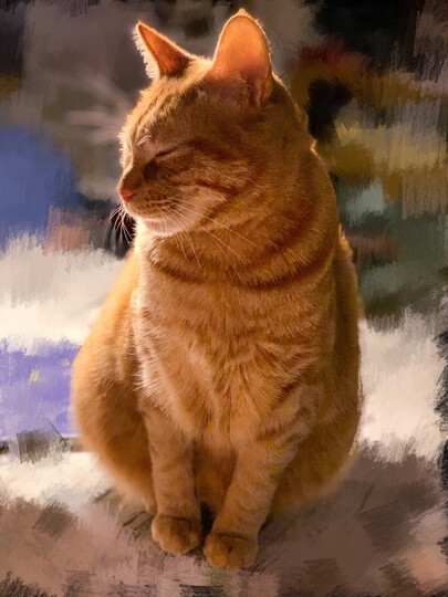 超级爱吃的小胖橘,现.