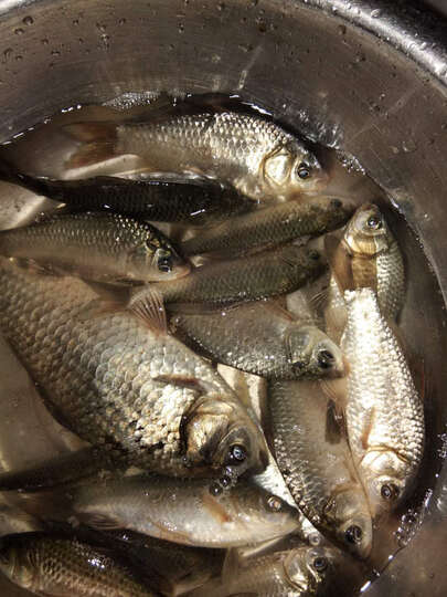 本汀金棍鱼竿调超硬超轻钓鱼竿碳素鲤鱼竿5.