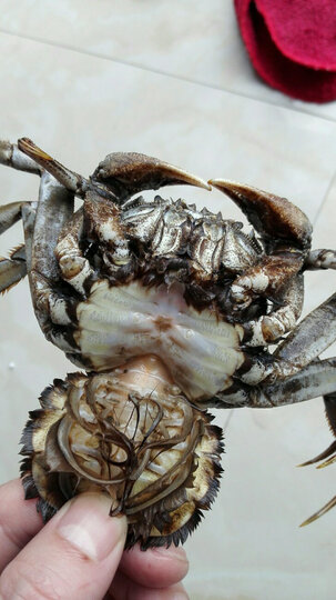 俏苏阁俏苏阁大闸蟹:"将军蟹,怎么这么黑,洗也洗不掉,怎么也刷不干净