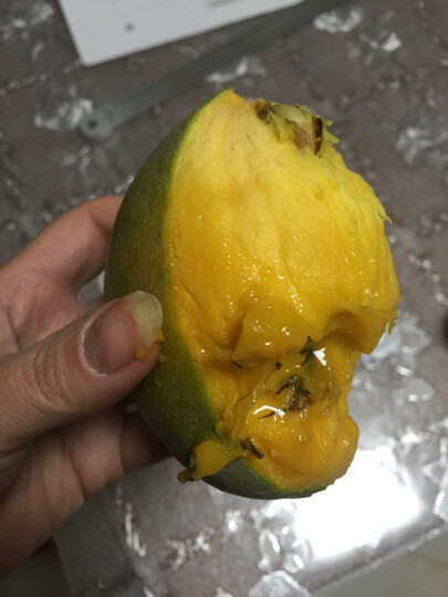 千里山精选凯特芒果4斤装:"总共就6个芒果一个坏的,一个发芽都长根了