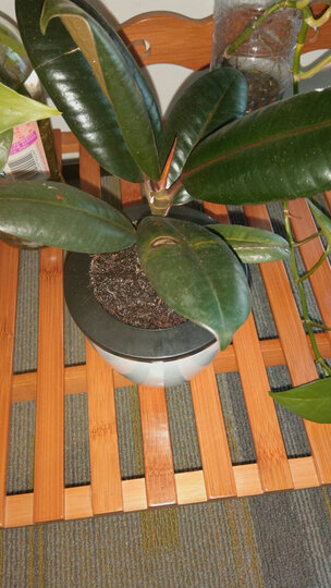 花七休小橡皮树自吸水白色花盆花卉绿植盆栽室内居家桌面阳台办公室