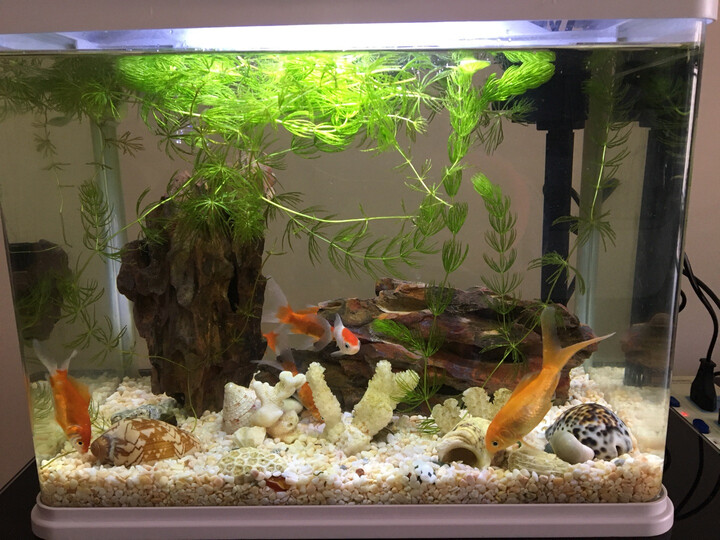 金鱼龟缸虾缸 tl-388白色标配性价比高,透光性也很好,放上底沙,造景石