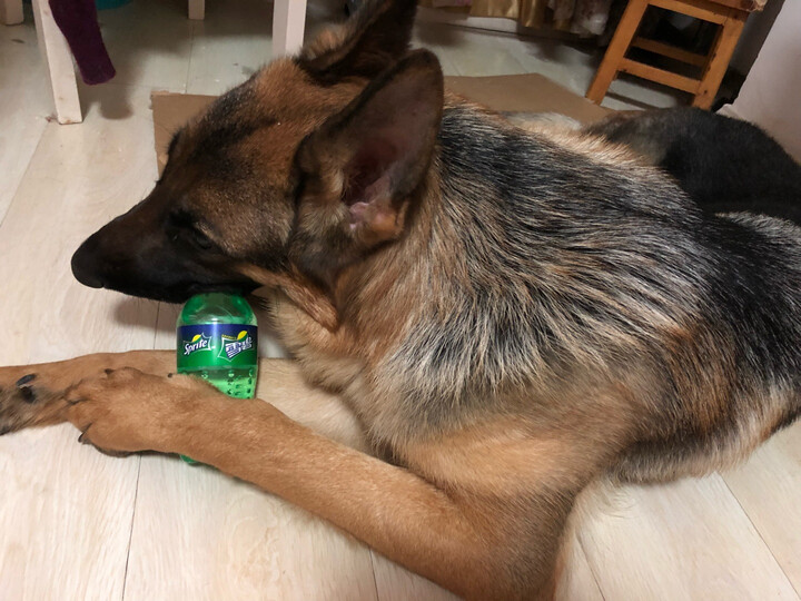 可口可乐:"瓶盖完全拧不开,全靠我家的狗牙我才能喝到雪碧" - 京东