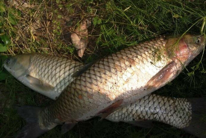 老翁(laoweng):"相当可以,这款诱大草效果很强,聚鱼很快,很棒的产品.