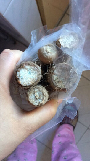 [晒单帖]这么粗的铁杆山药～还发霉了～能吃吗 果然.