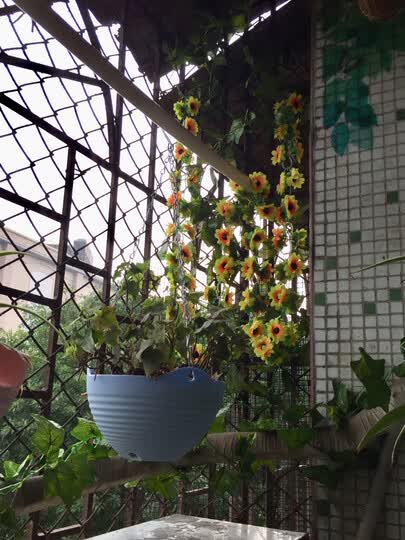 挂壁花瓶怎么样_挂壁花瓶多少钱_挂壁花瓶价格,图片评价排行榜 –