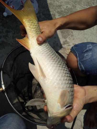 [晒单帖]特意钓了两天鱼才来评价,竿子做工没得说