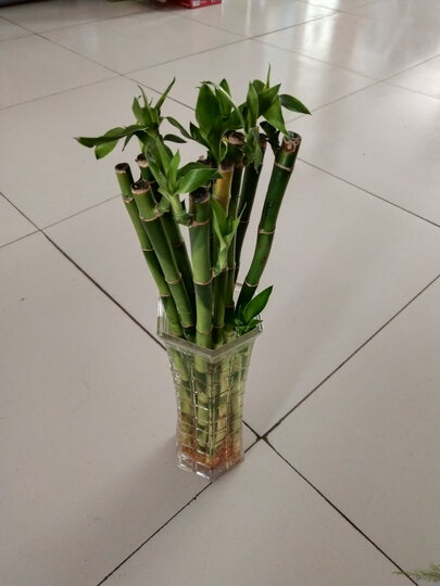 【小鲜肉】绿植 富贵竹弯竹直竹龙竹大叶竹弯竹水培植物 观音竹 花瓶