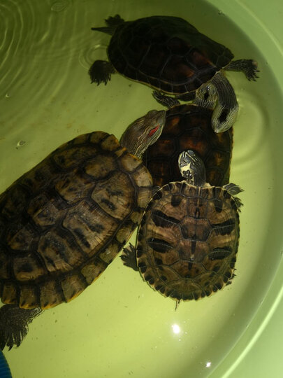 寸金(inch-gold):"很好 我觉得大小很合适 就算很大的龟也适合吃"