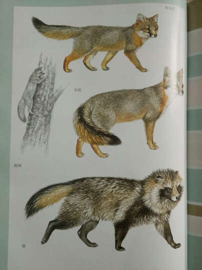 世界陆生食肉动物大百科(精):"关注了好久的书,一直无活动,貌似我买的
