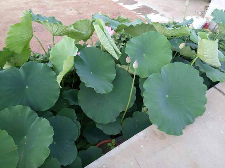 手机通讯  手机 手机 魅族魅蓝note3  魅族 魅蓝note3.