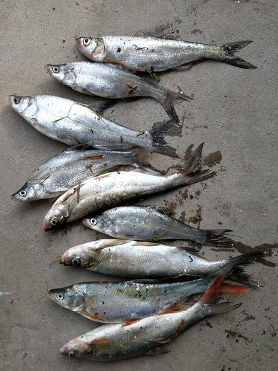 看来铁片还是翘嘴最爱